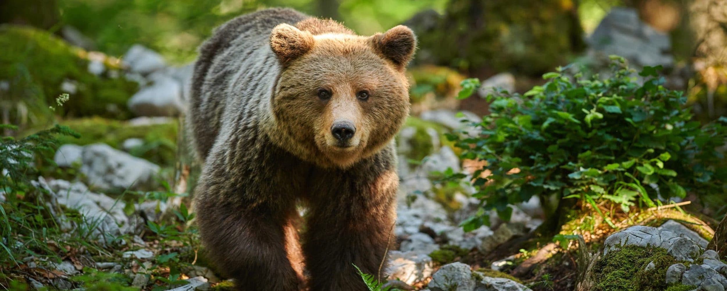 Rencontre avec les ours sauvages des Pyrénées au parc animalier d'Argelès-Gazost